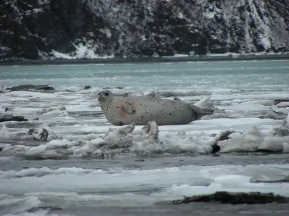 arctic engineering enviromental