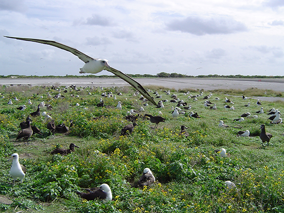 coastal nesting birds